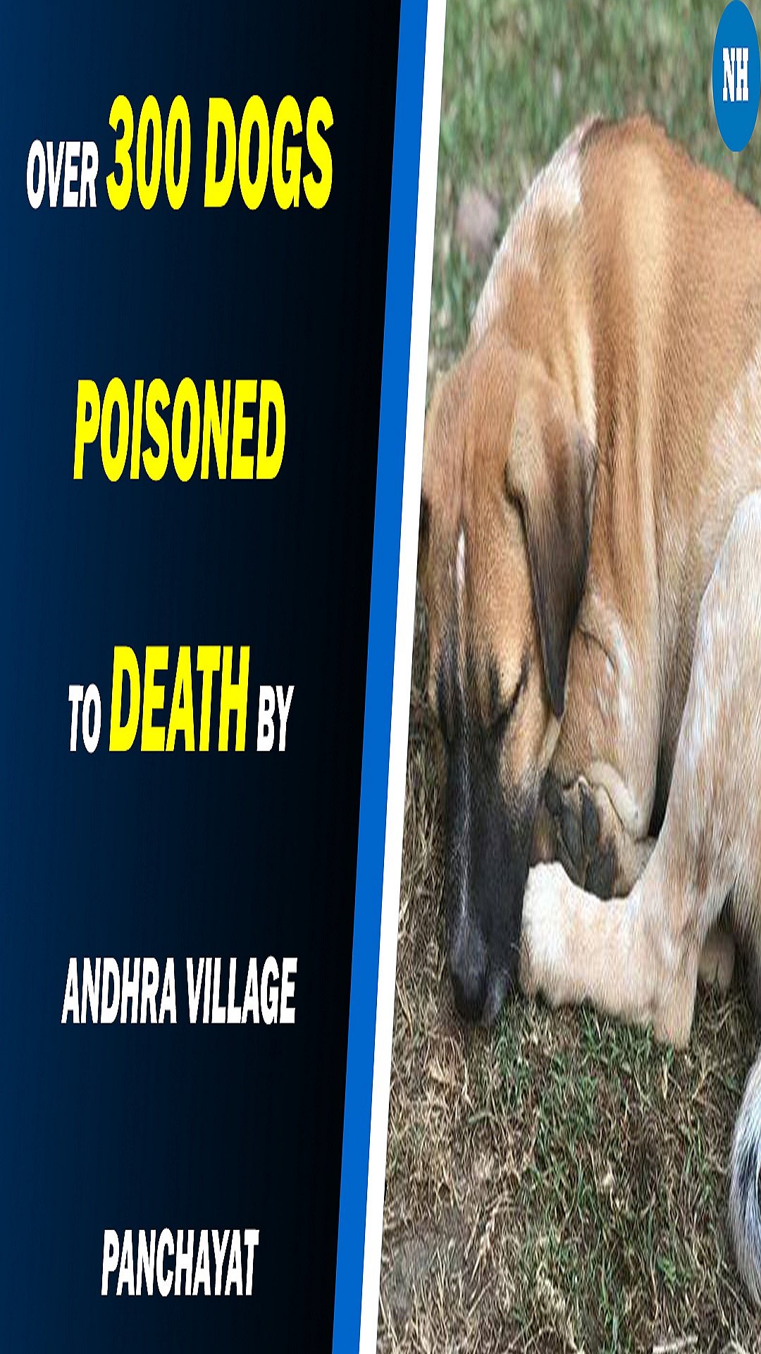 Over 300 dogs poisoned to death by Andhra village panchayat, alleges activist