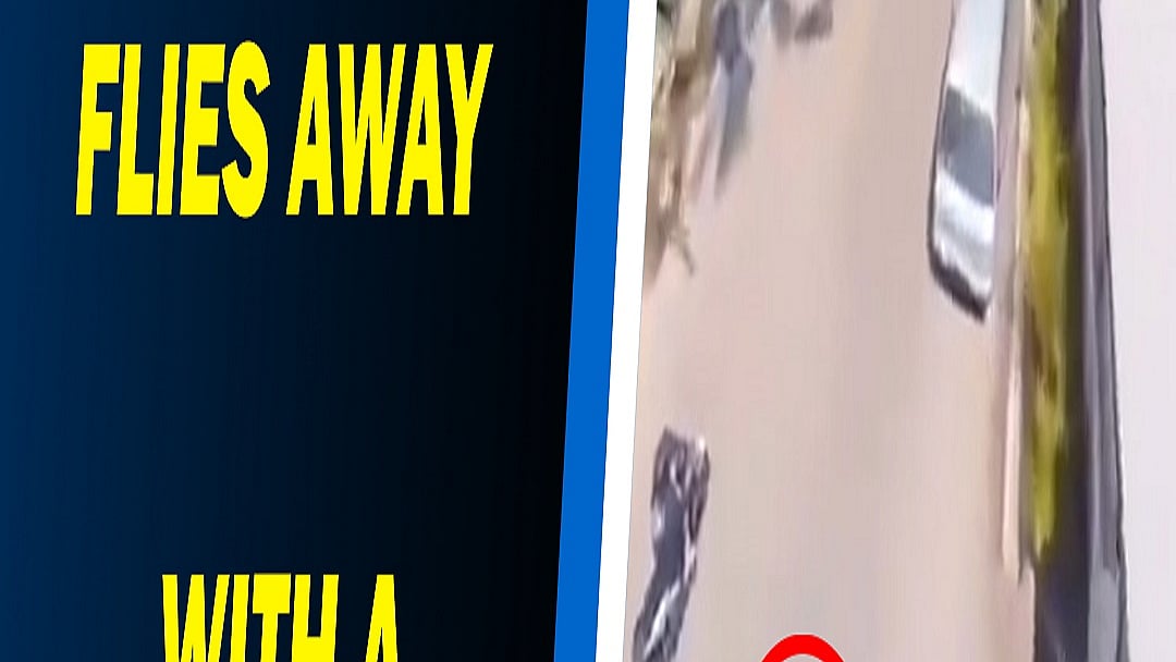 Parrot flies away with a phone, what happened next is a viral video now