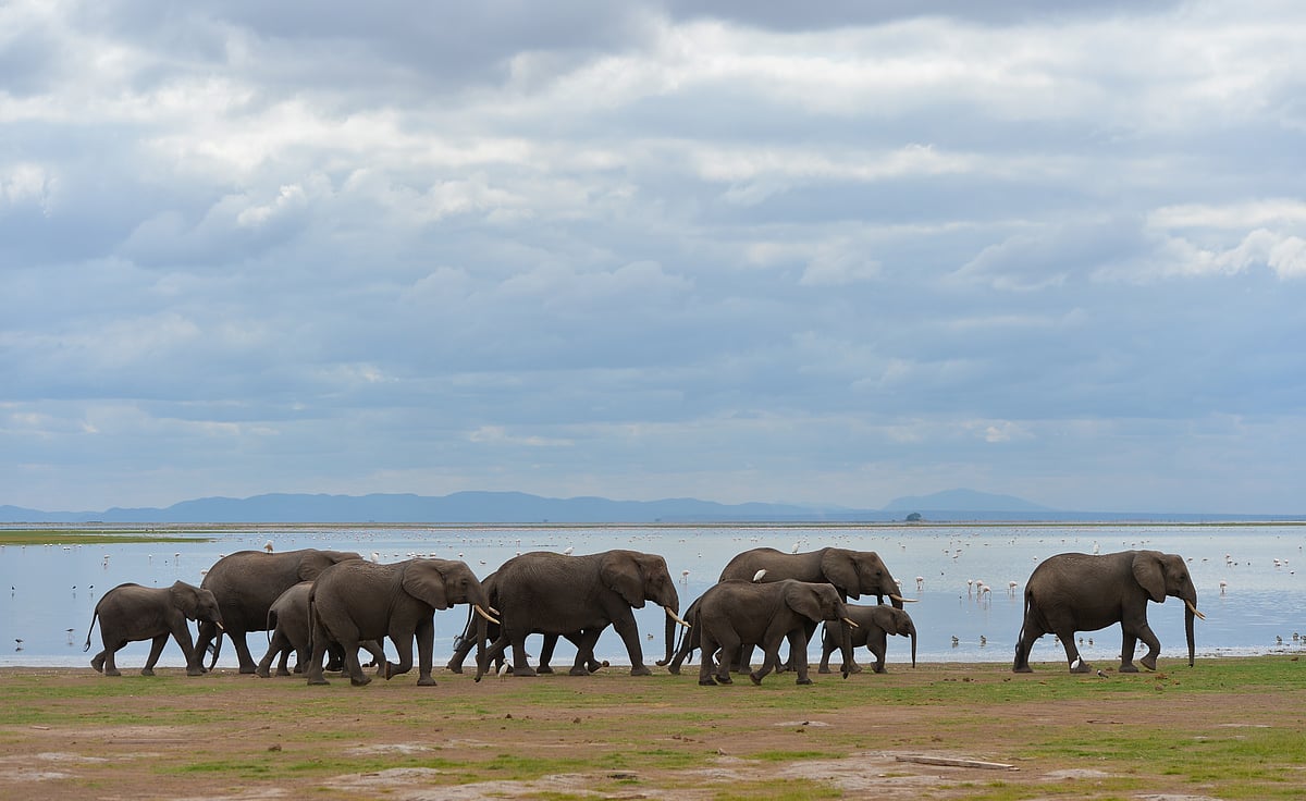 Kenya to raise $910K for conservation of elephants