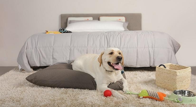 Gift your pet the most comfortable bed on International Dog Day