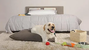 Gift your pet the most comfortable bed on International Dog Day