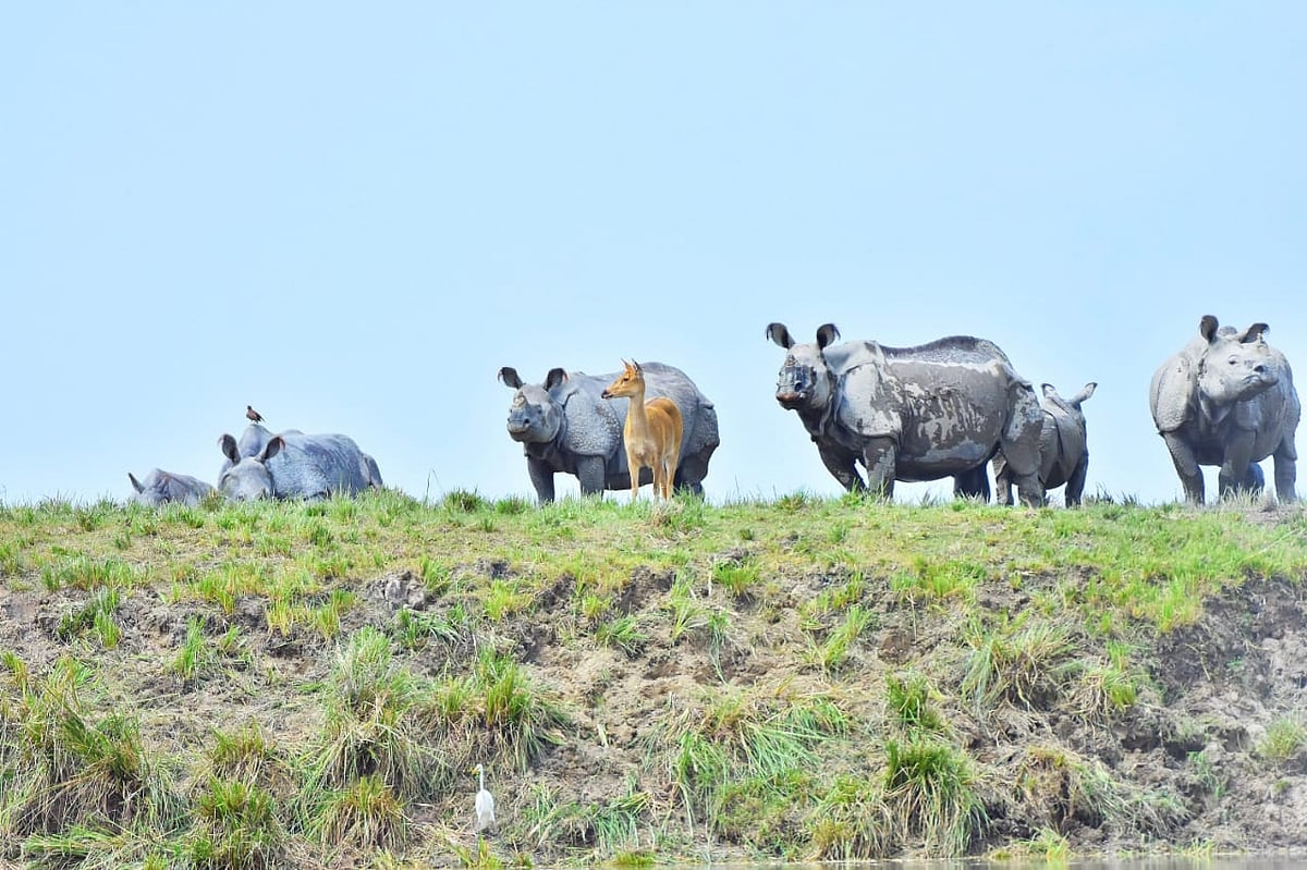 Assam to destroy 2,500 rhino horns, ivory, animal parts