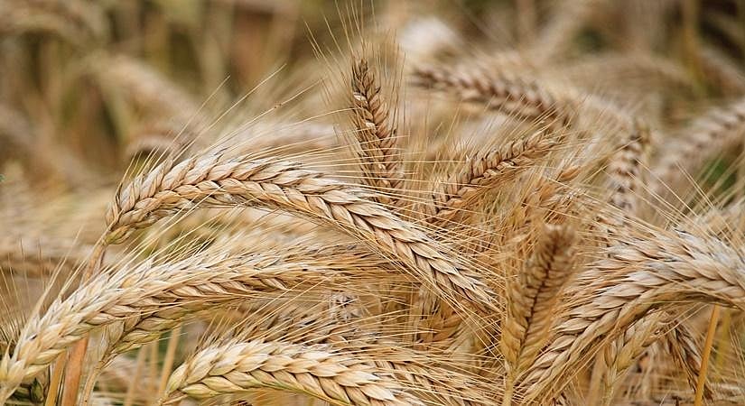 Food prices persistently high despite marginal easing in retail inflation