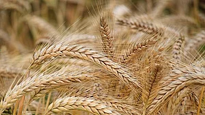 Food prices persistently high despite marginal easing in retail inflation