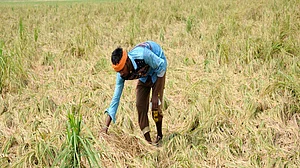 Punjab orders survey for crop loss in heavy rain