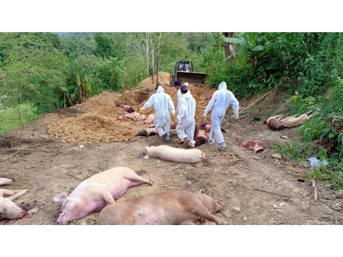 African Swine Fever kills 25,260 pigs in Mizoram; causes Rs 121 cr loss