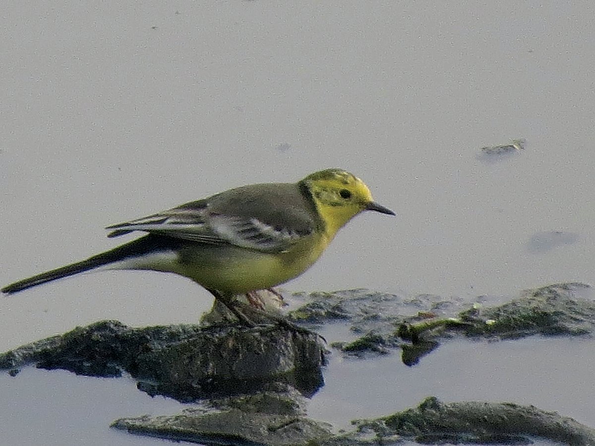 Citrin Wagtail