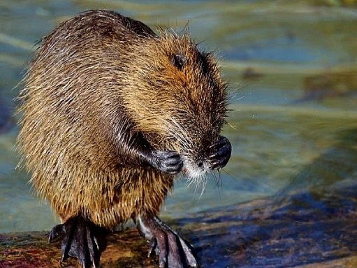 Beavers in Mongolia test COVID positive