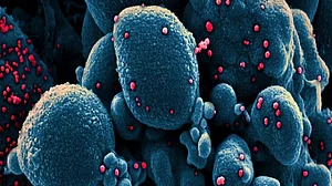 Increased infectivity, ability to escape immunity drove Delta variant: Study