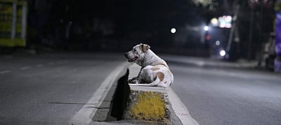 12 arrested for burying 150 stray dogs alive in Karnataka