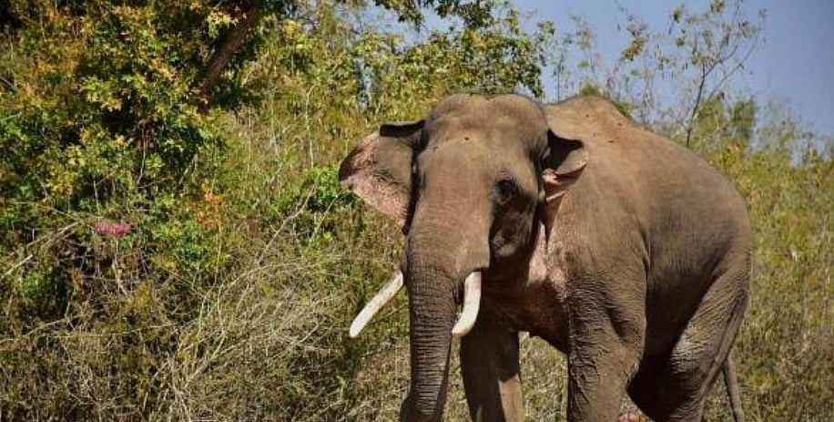 Wild elephants wreak havoc in UP-Nepal border