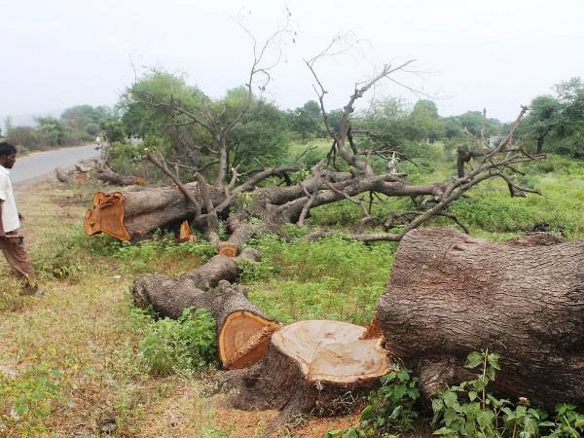 Delhi: Over 2,000 trees may be axed for construction of highway