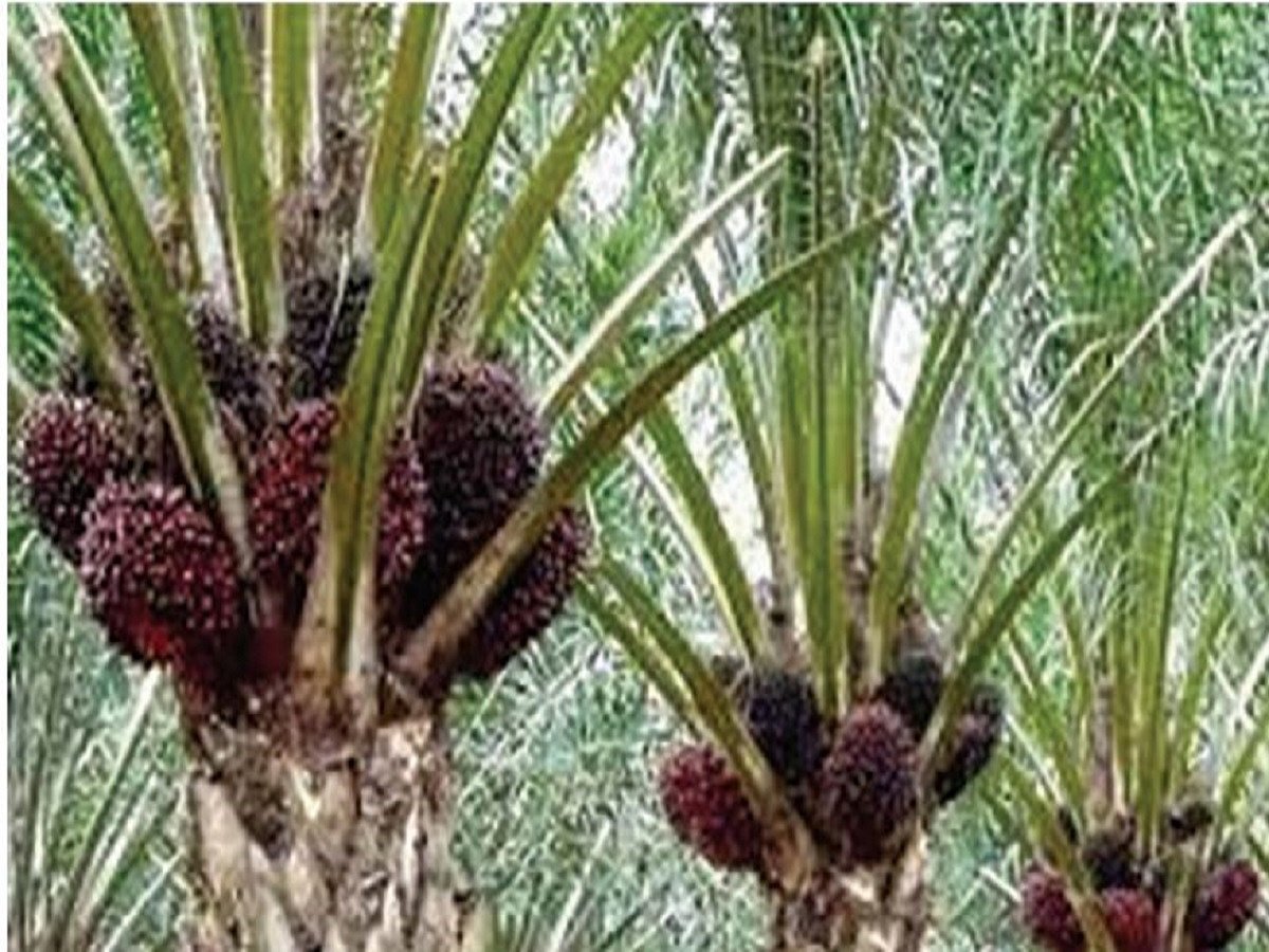 The misadventure of planting palm trees