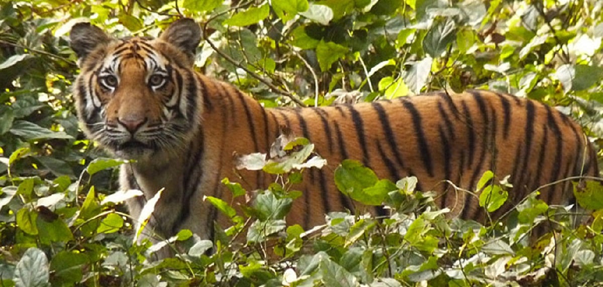 Opening of Dudhwa Tiger Reserve may be delayed due to floods