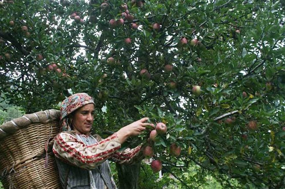Panic among Kashmir’s apple orchardists due to adverse weather forecast, high cost because of workers' exodus