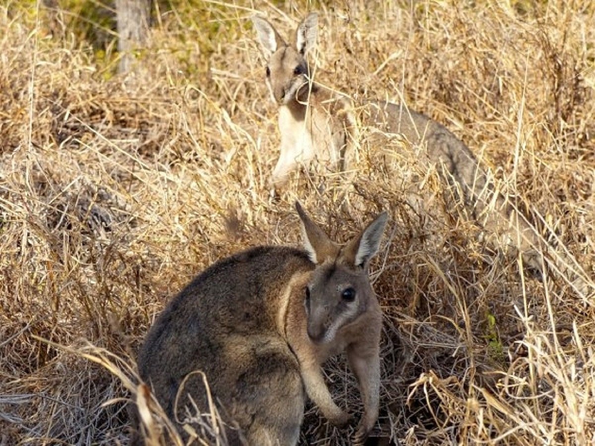 Australian govt fails to protect biodiversity: Report
