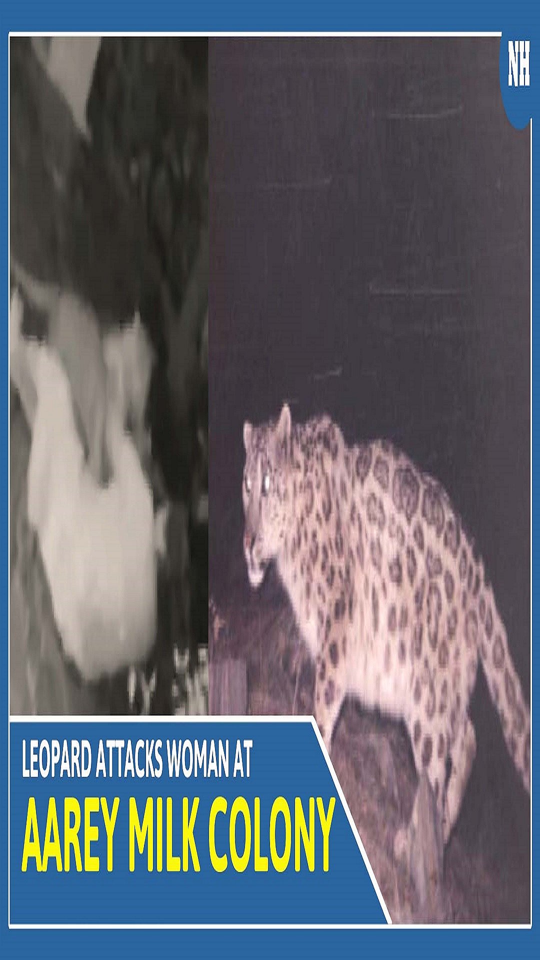 Leopard attacks woman in Mumbai, here's how she defends herself 