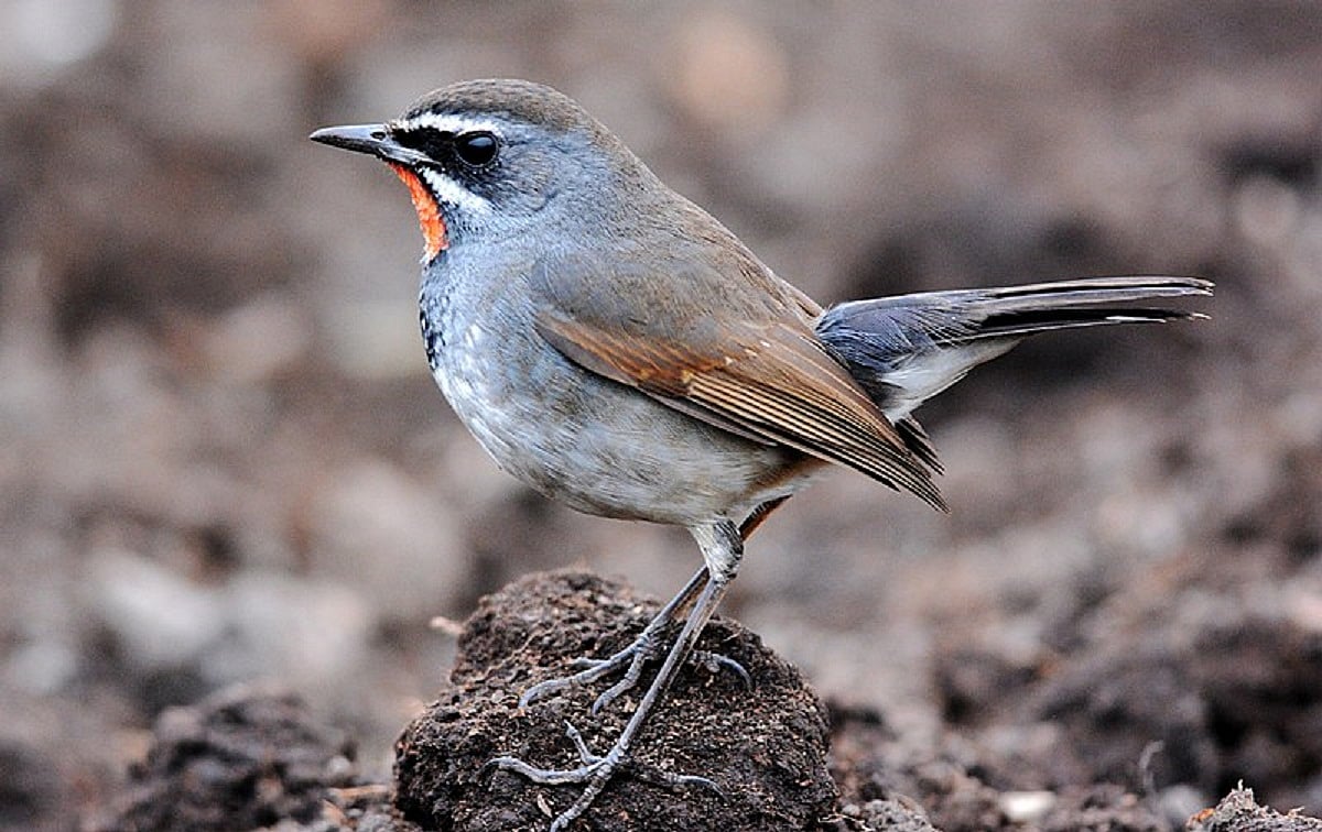 Unusual sighting of Chinese Rubythroat at Haiderpur Wetland