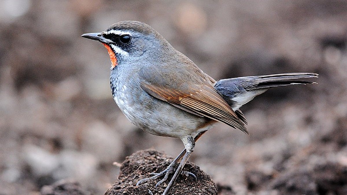 Chinese Rubythroat