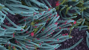 Delta-like SARS-CoV-2 variant may increase pandemic severity