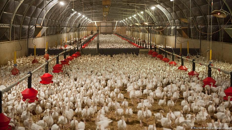 Thousands of chickens die in bird flu outbreak at Chhattisgarh poultry farm