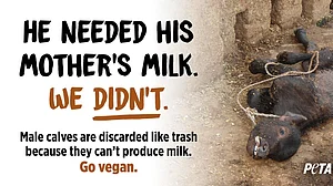 Ditch dairy to save male calves, urges PETA India