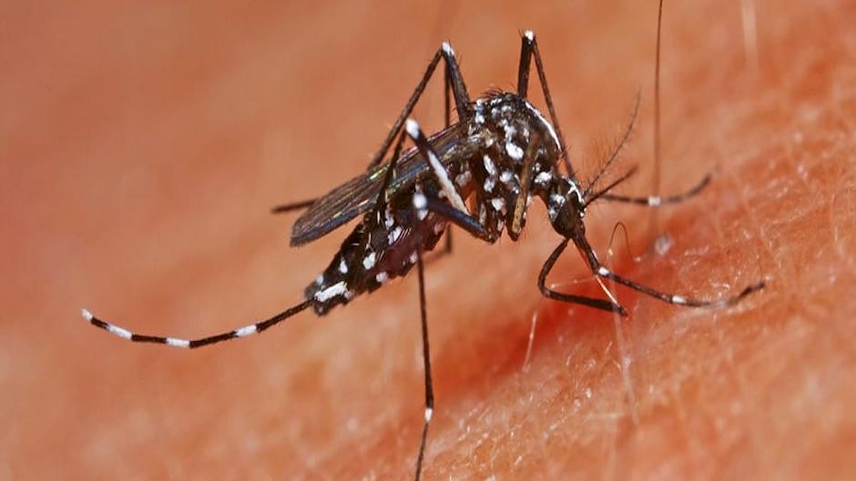 25 new Zika virus cases reported in Kanpur, takes tally at 36