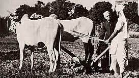 Pt Nehru interacts with a farmer tilling his land