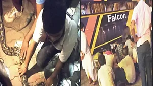 14-feet python travels with passengers in private bus
