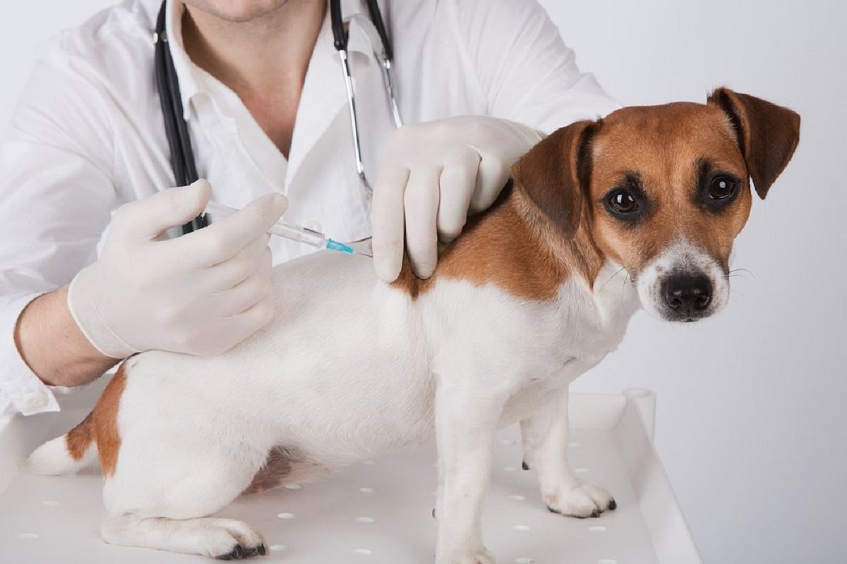 Alpha Covid variant detected in dogs, cats with severe myocarditis
