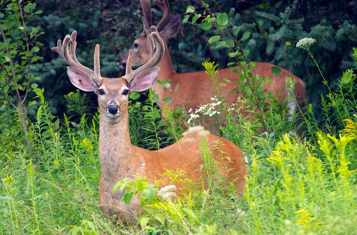 129 deer in US contract Covid, infection likely spread from humans: Study