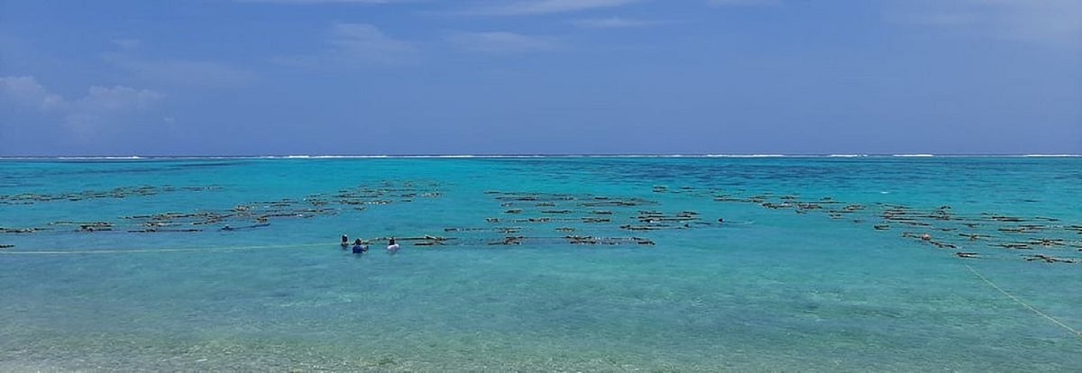 Israeli researchers develop way to harvest electrical current from seaweed