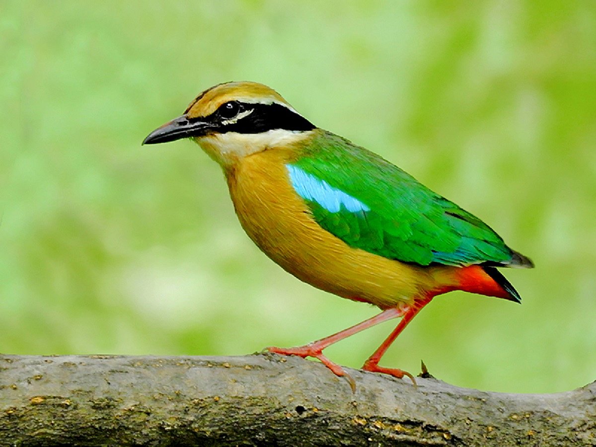 Rare migratory birds spotted in Lucknow