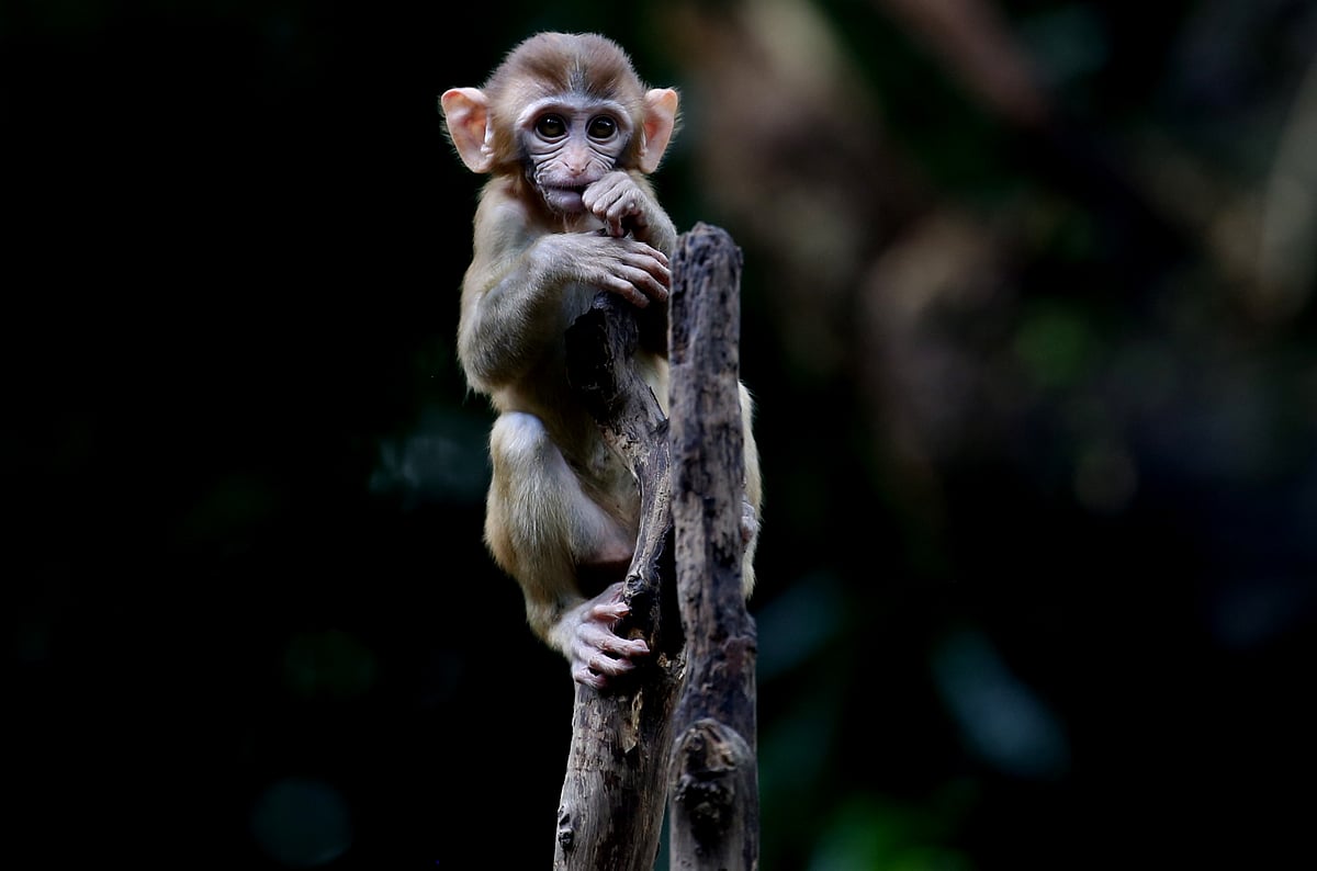 8-month-old monkey saved by cab driver dies in TN