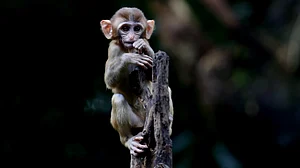 8-month-old monkey saved by cab driver dies in TN