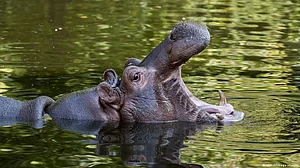 Ranchi's Birsa zoo caretaker succumbs to injury after attack by hippopotamus