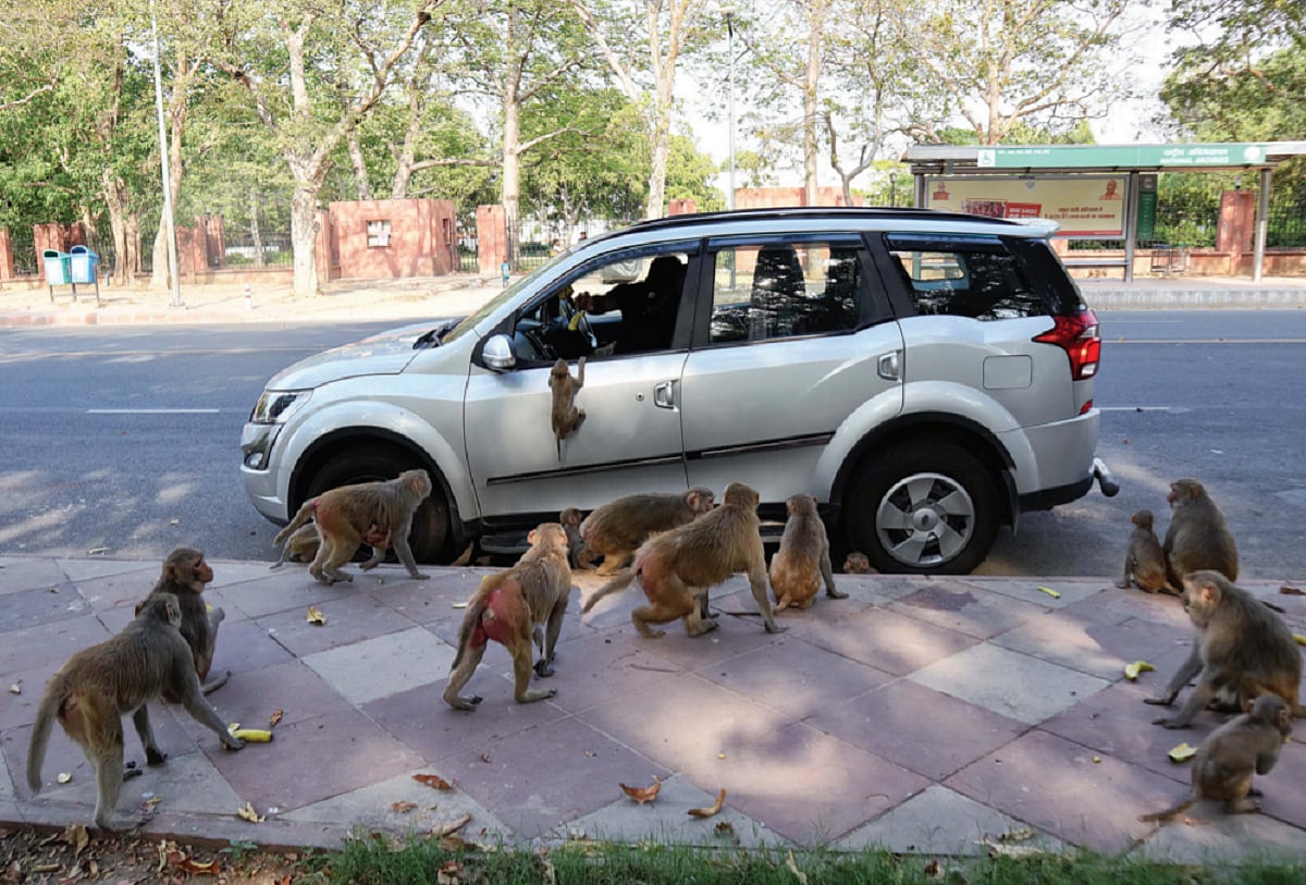 Delhi Musings: Capital of contradictions & Monkey Business