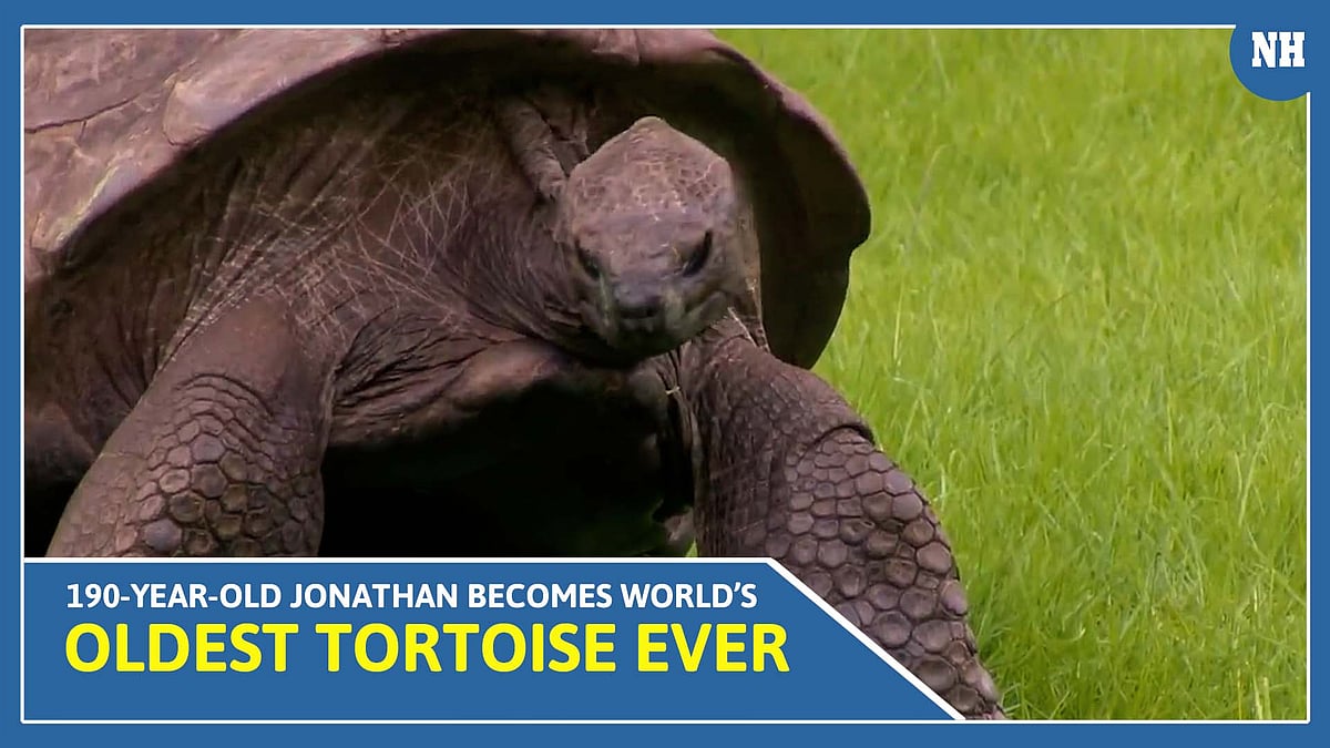 190-Year-Old Jonathan becomes world’s oldest tortoise ever, earns Guinness World Records title 
