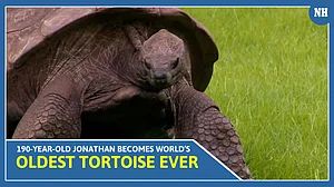 190-Year-Old Jonathan becomes world’s oldest tortoise ever, earns Guinness World Records title