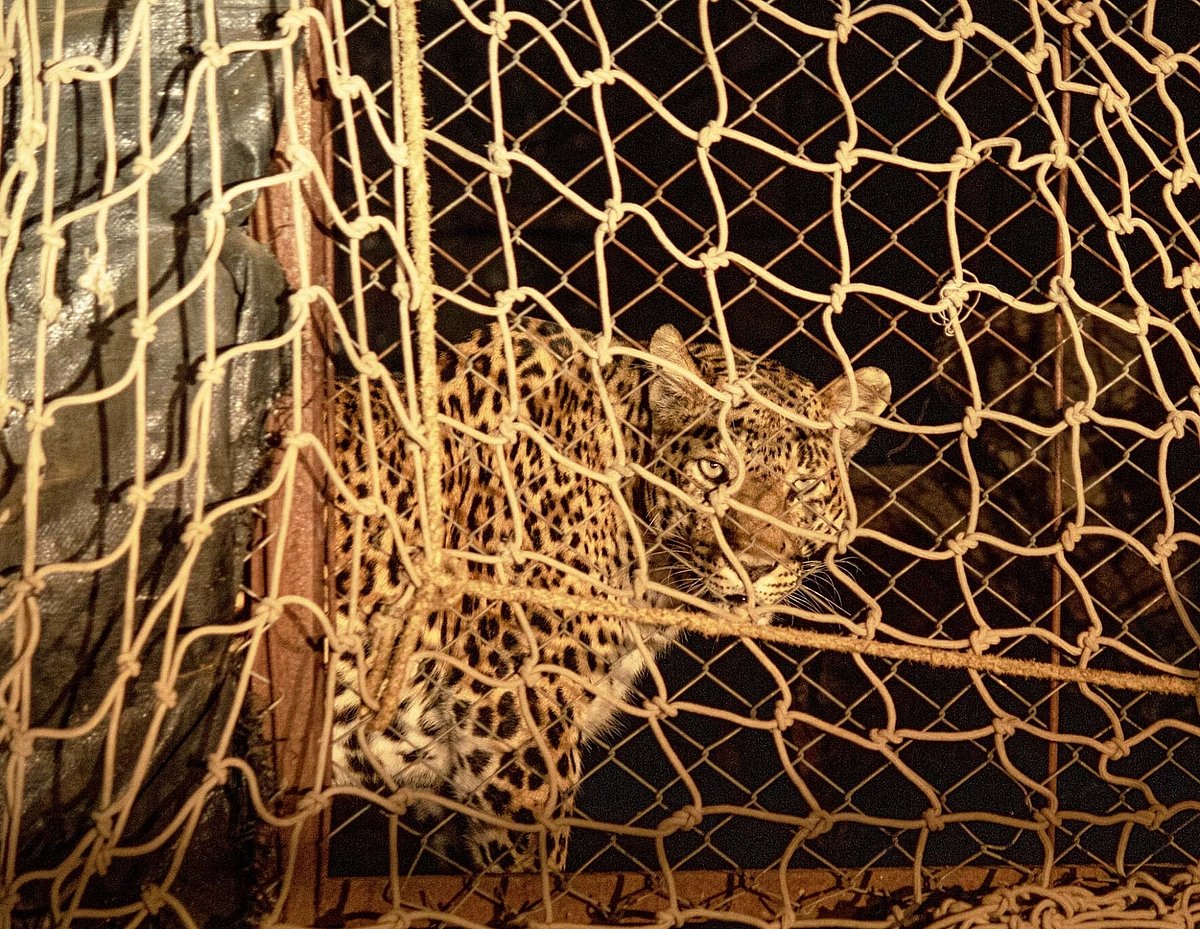 Uttar Pradesh: Leopard that killed 4 kids, captured