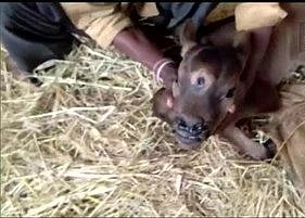 Chhattisgarh: Jersey cow gives birth to calf with three eyes; villagers call it avatar of God
