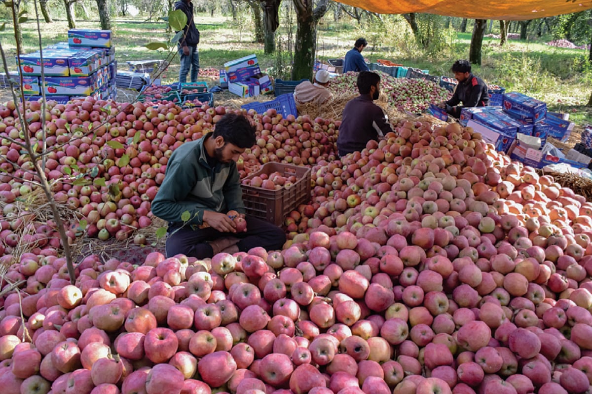 Glut of Iranian apples arriving through Gujarat ports depress prices in Kashmir 