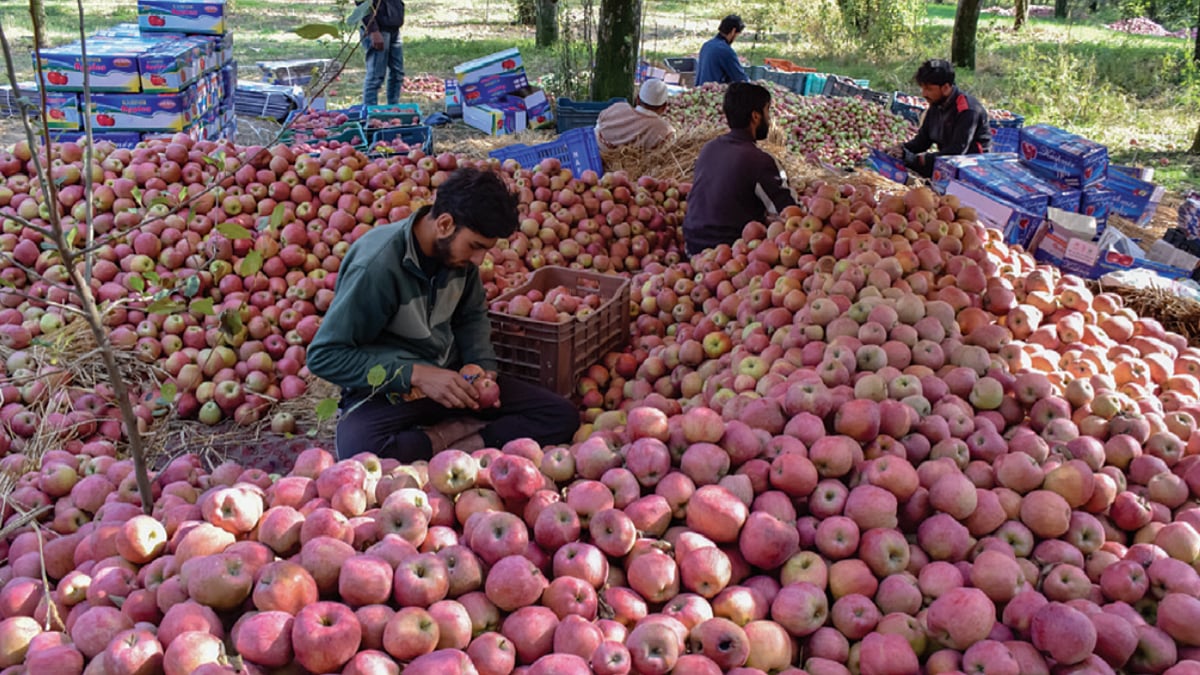Glut of Iranian apples arriving through Gujarat ports depress prices in Kashmir
