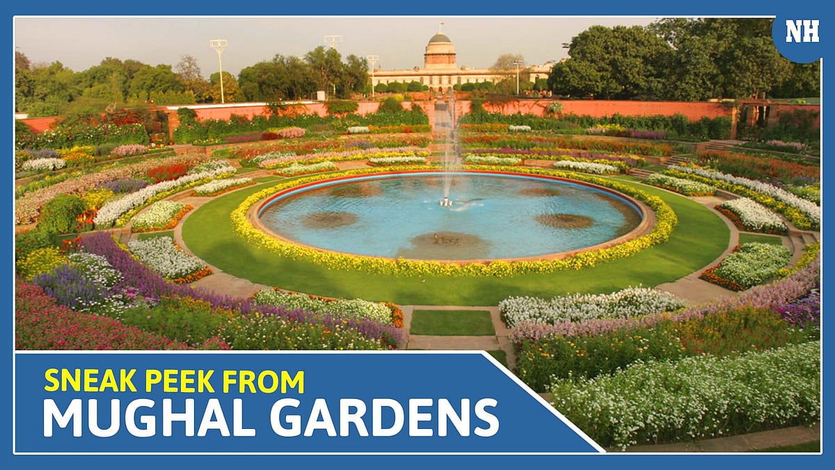 Sneak peek from Mughal Gardens: Here is how to visit Mughal Garden
