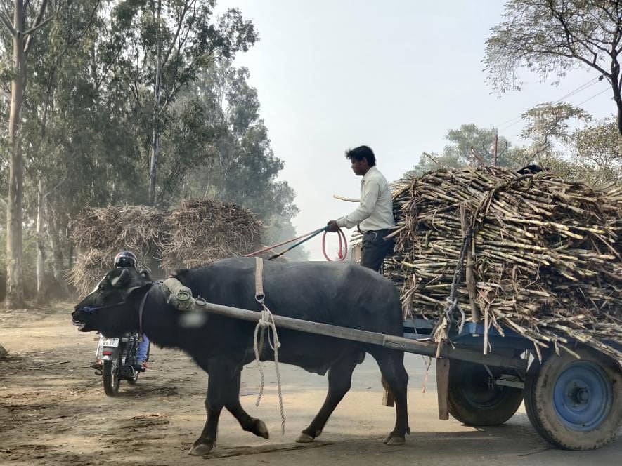 In Shamli distt, farmers vying for 'change'; SP-RLD candidates in stronger position 