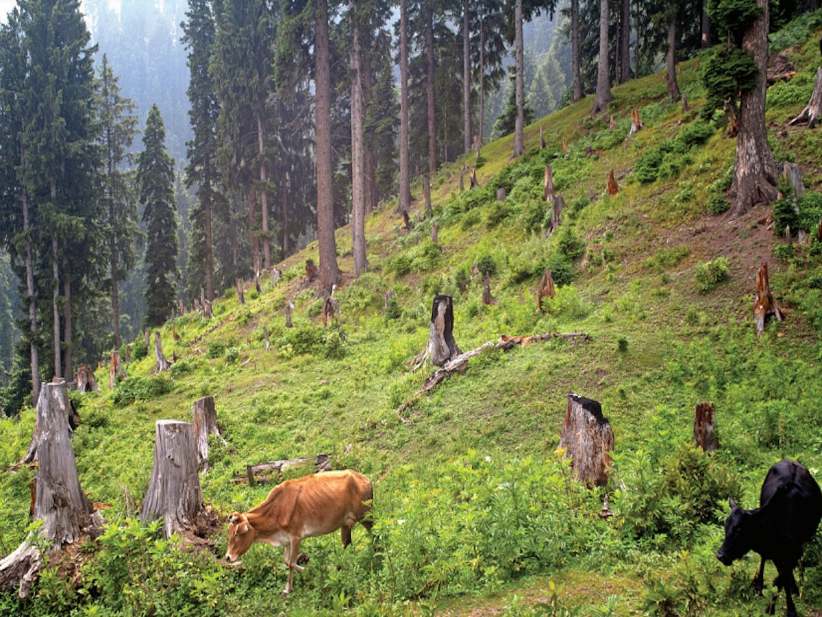 Forests: Government has paved the way for destruction during the ‘Amrit Kaal’