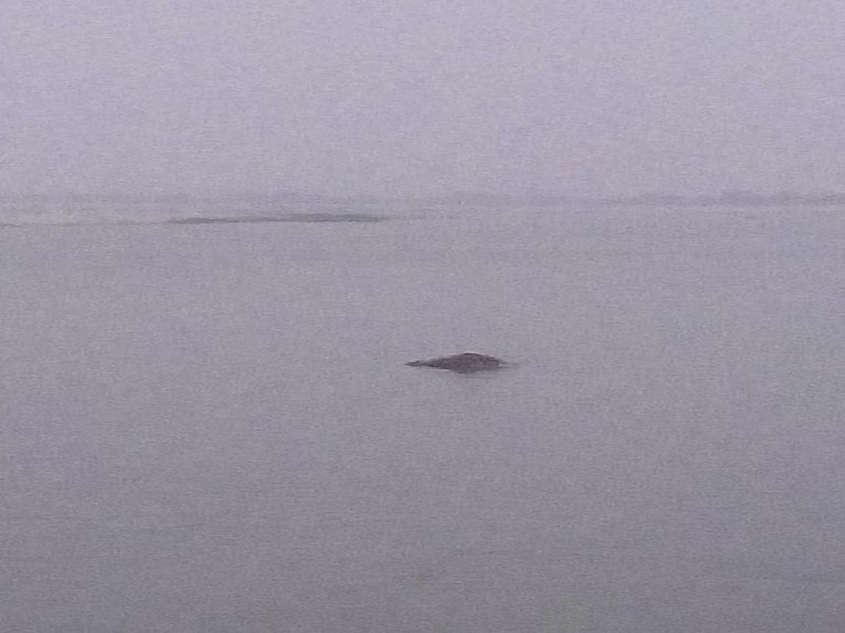Dead bodies of cattle found floating in River Ganga in UP city