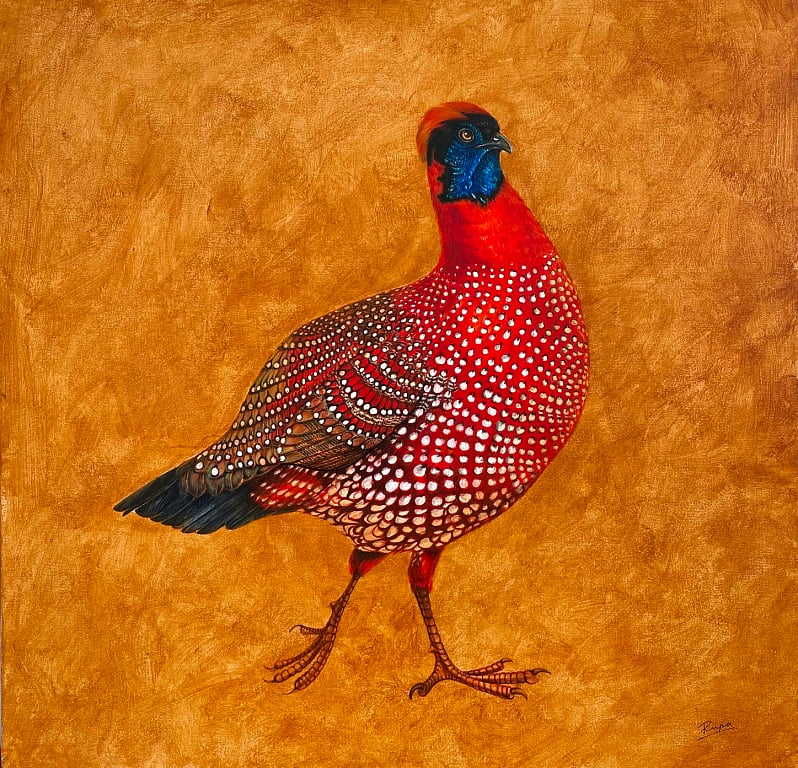Satyr tragopan