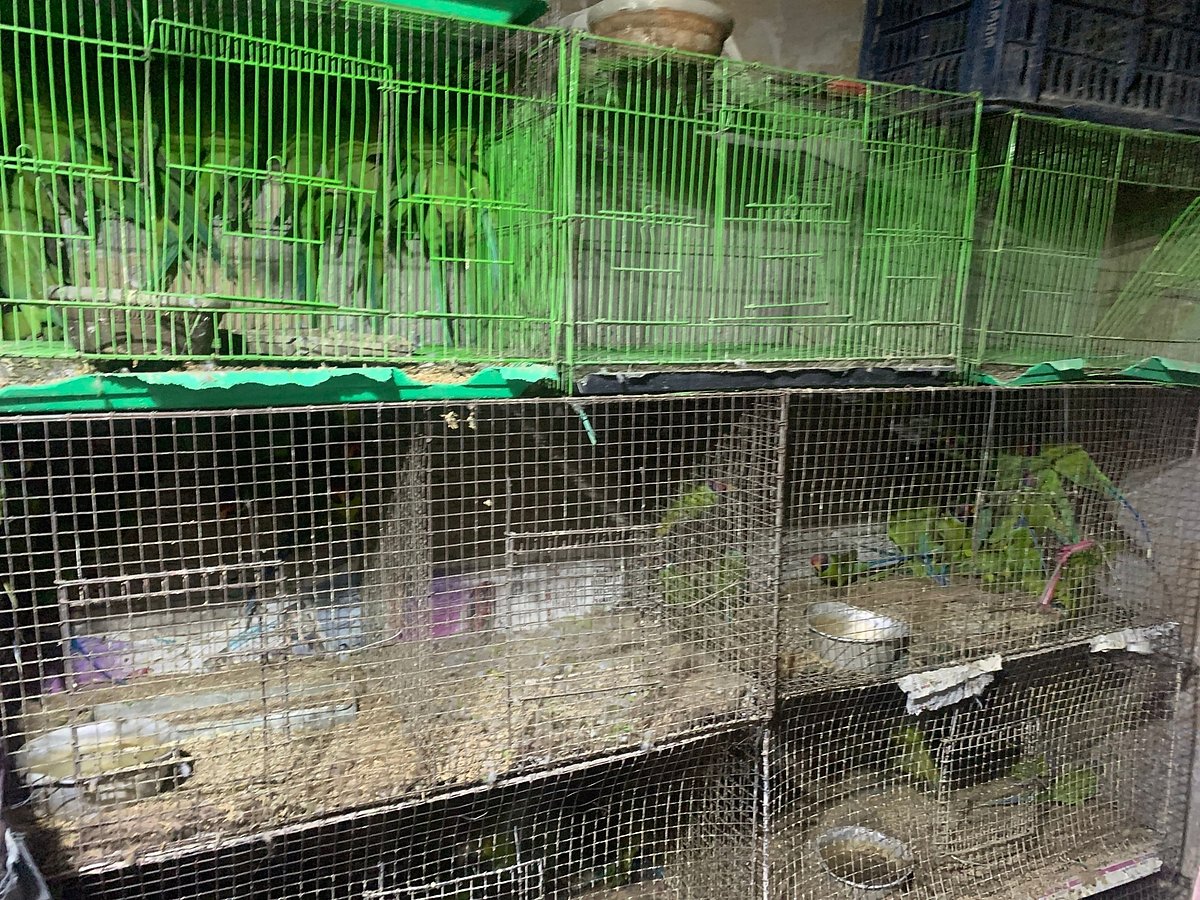 Thousands of birds rescued from illegal traders near Jama Masjid