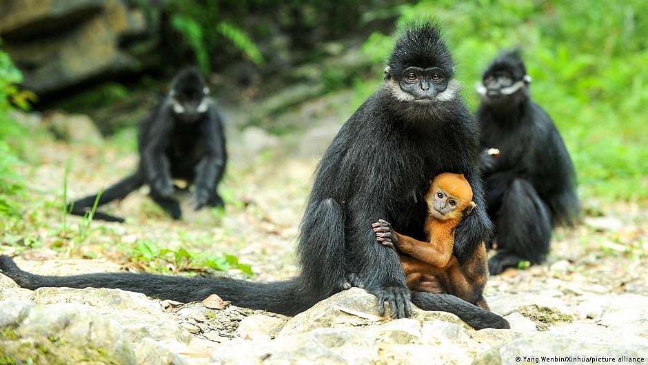COP 17: Countries on course to miss most global biodiversity targets agreed in 2022